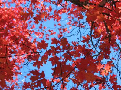 Maple, Manzano Mountains