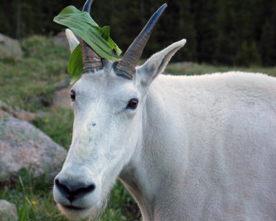 Mountain Goat with Hat