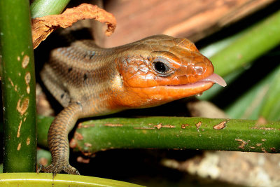 Five Lined Skink - male