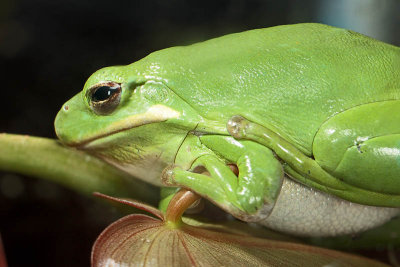 Fred - One Fat Frog