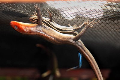 Five Lined Skink