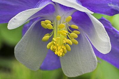 Columbine