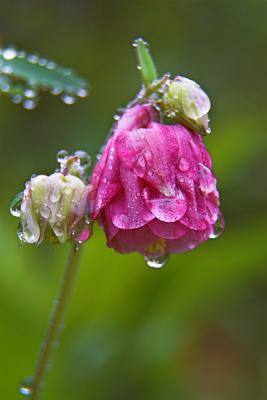 Penstemon? in the Rain