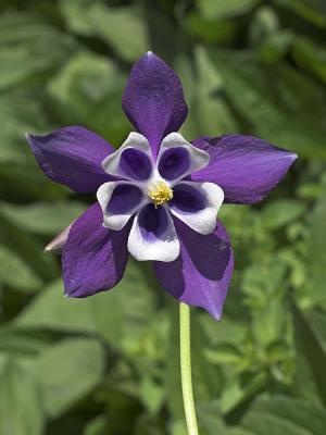 Columbine