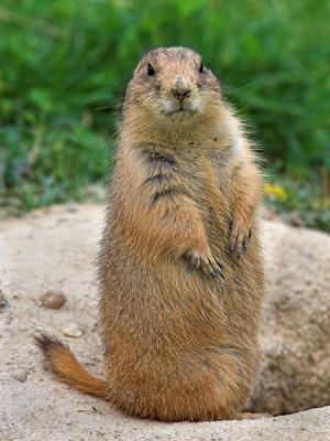 Prairie Dog