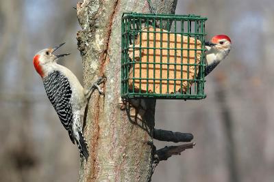 Red Bellied Woodpecker pair