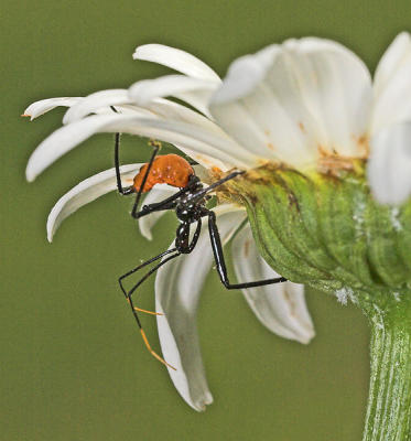 Assassin Bug - Arilus cristatus nymph