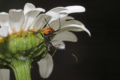 Assassin Bug - Arilus cristatus nymph