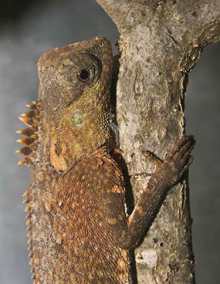 Mountain Horned Dragon - Acanthosaura capra