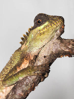 Mountain Horned Dragon - Acanthosaura capra