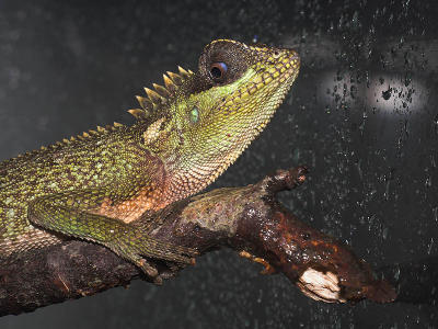 Mountain Horned Dragon - Acanthosaura capra