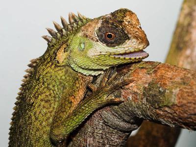 Mountain Horned Dragon - Acanthosaura capra