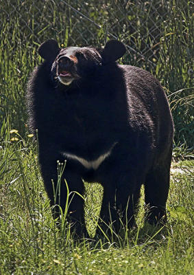 Asian Bear