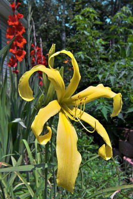 Daylily - Lacy Marionette