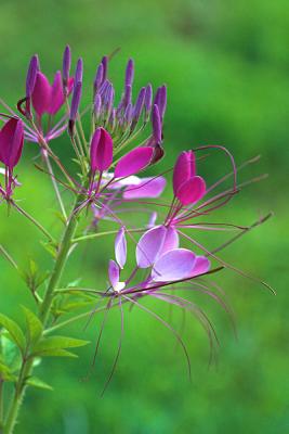 Cleome