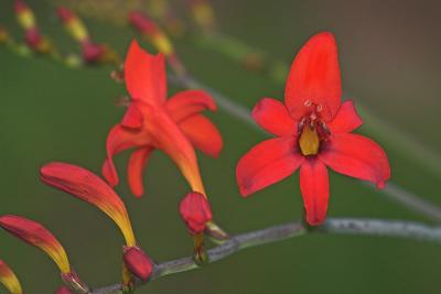 Crocosmia 'Lucifer'