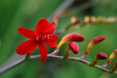 Crocosmia 'Lucifer'