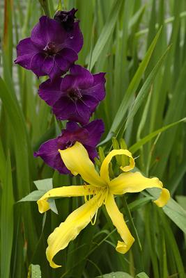 Daylily Lacy Marionette & Gladiolis