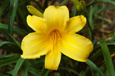 Great Grandma's Daylily from Indiana