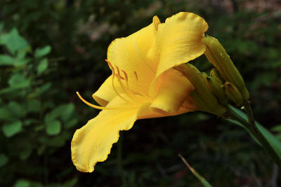 Great Grandma's Daylily from Indiana