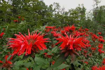 Monarda  Bee Balm