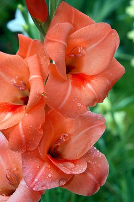 Gladiolus