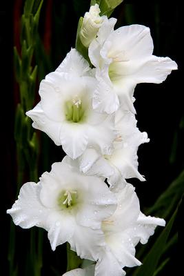 Gladiolus