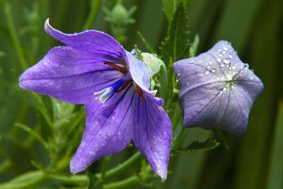 Platycodon Balloon Flower