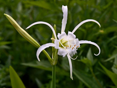 Hymenocallis