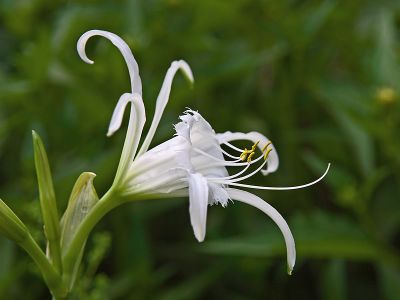 Hymenocallis