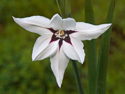 Acidanthera murieliae (Abyssinian Gladiolus)