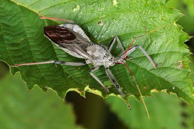 Wheel Bug adult - Arilus cristatus