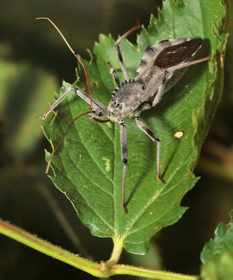 Wheel Bug adult - Arilus cristatus