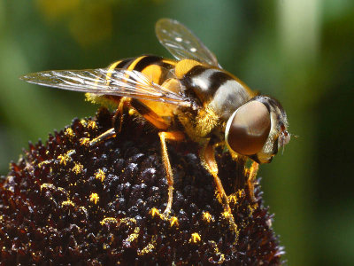 Syrphid Fly