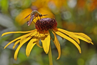 Lepidophora lepidocera or related species of bee fly on Rudbeckia