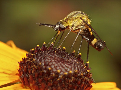 Lepidophora lepidocera or related species of 'bee fly'