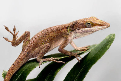 Anole