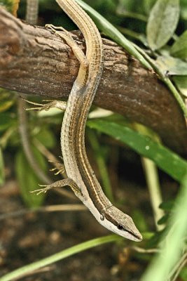 Long Tailed Grass Lizard