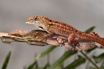Anoles