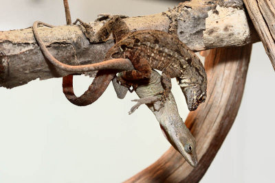 Anoles