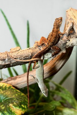 Anoles