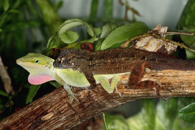 Anoles