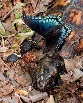 Butterfly and Beetles on Turtle