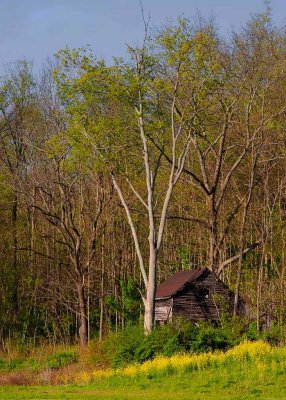 Cabin in the Woods