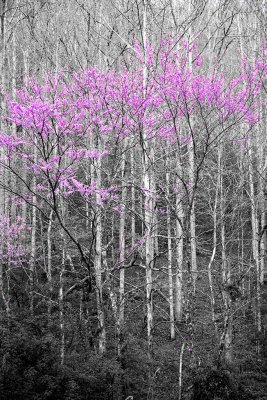 IMG_6985bw.jpg