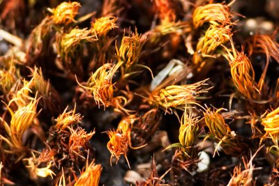 Moss 