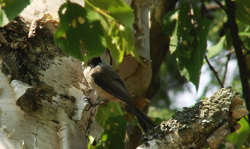 KingBird