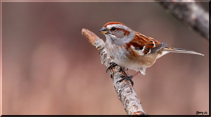 American Tree Sparrow