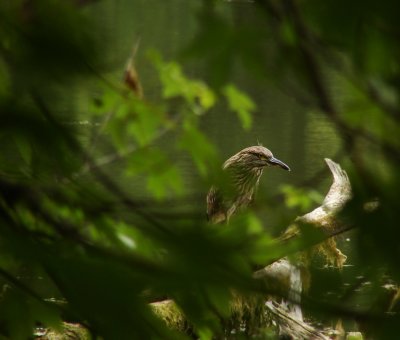 Young Black Crown Night heron