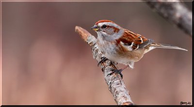 American Tree Sparrow